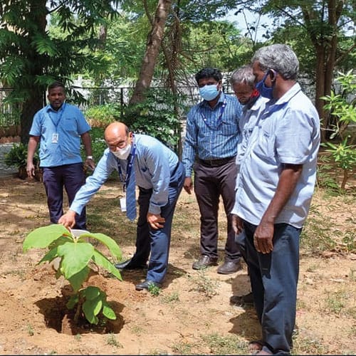 Tree-Plantation
